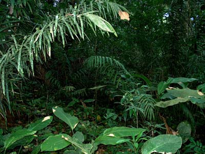 tropical rainforest ground